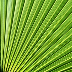 Close up of a green fan shaped Palm leaf in my garden
