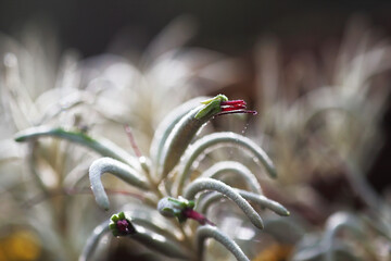 Parasites often live on other plants and compete for food from the host plant.