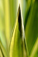 Close up of green and yellow yucca leaves