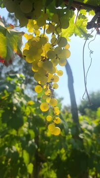 white grapes in the vineyard