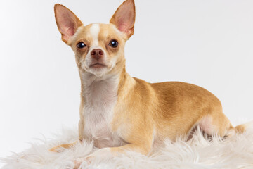 Chihuahua Dog Resting on White Fur
