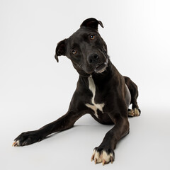 Black Dog Tilting Head While Lying Down on White Background