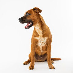 Obraz premium Brown Dog Sitting and Yawning on White Studio Background