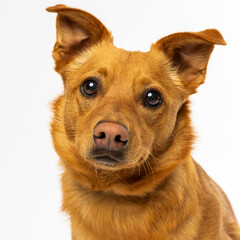 Ginger Dog Close-Up on White Background