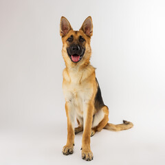 German Shepherd Sitting on White Background