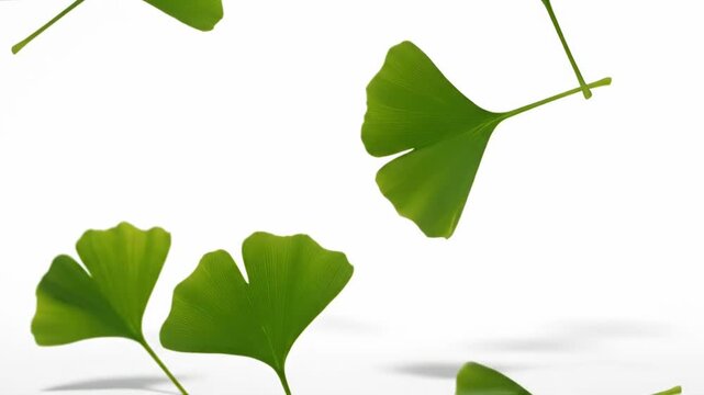 Graceful ginkgo leaves falling in slow motion on white background