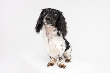 Cute Black and White Spaniel Mix Dog Sitting