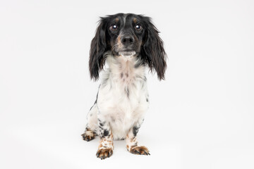 Black and White Spaniel Mix Dog Sitting on White