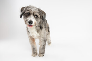 Mixed Breed Dog Standing on White Background
