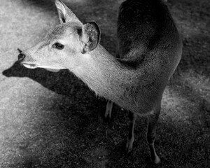 Black and white square portrait of sika deer in Nara, Japan, captured in side light with sharp...