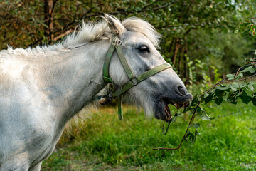 A white pony eats leaves from a shrub in the summer outdoors against a backdrop of deciduous forest...