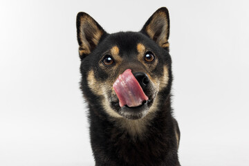 Black Shiba Inu Dog Licking Nose on White Background