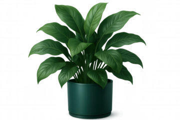 Peace lily plant displaying lush green foliage, standing against transparent background for seamless interior design integration