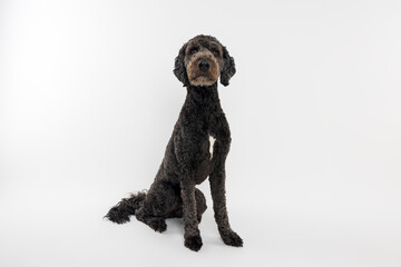 Black Labradoodle Dog Sitting on White Background