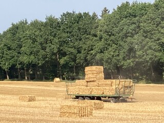 Erntezeit am Bauernhof am Getreidefeld mit Anhänger mit Strohballen viereckig