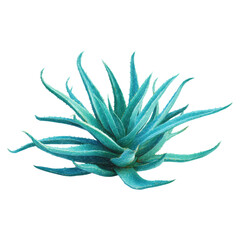 Obraz premium Isolated Turquoise Aloe Leaf for Medical Use and Design Purposes