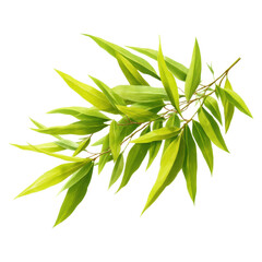 Naklejka premium Isolated Bamboo Leaf Cluster with Bright Lime and Yellow Tones