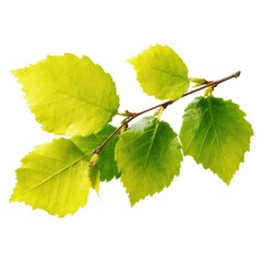Young Isolated Birch Sapling with Fresh Lime Yellow Leaves