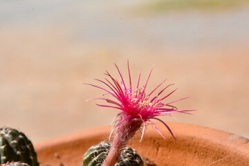 Beautiful blooming cactus, selective focus blurred green nature background. Hobby during work from...
