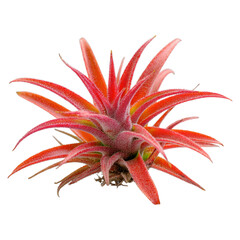 Obraz premium Tropical Coral Red Bromeliad Plant Isolated on White Background