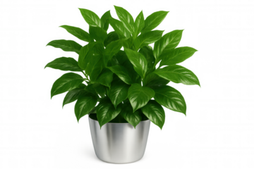 Green leafy houseplant growing inside minimalist silver container, positioned against neutral transparent backdrop