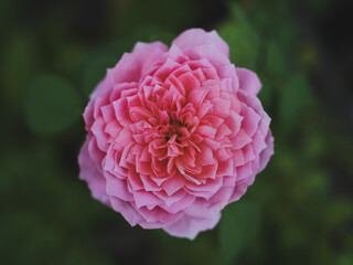 Pink roses in the garden of pink roses. Blooming Roses on the Bush. Growing roses in the garden.	
