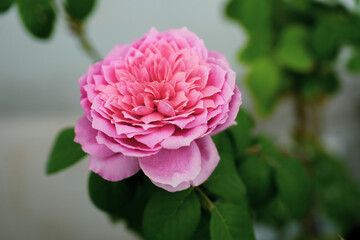 Pink roses in the garden of pink roses. Blooming Roses on the Bush. Growing roses in the garden.	

