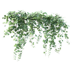 Fototapeta premium Climbing Ivy Vine Isolated on White Background in Jade Green Color