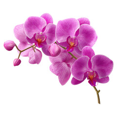 Obraz premium Isolated Magenta Orchid Blossom on a Transparent Background