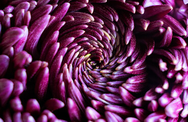 Flowers macro close up alert danger