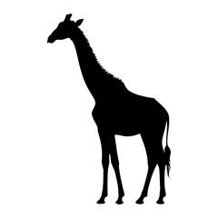 Fototapeta premium Black silhouette of a giraffe standing against a white background animal