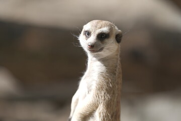 Meerkat Standing Upright with Rocky Background