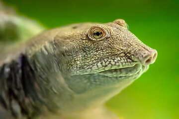 Portrait of a Spiny Softshell Turtle swimming underwater in an aquarium. Apalone spinifera, Aquarium de Touraine, Touraine, Indre et Loire 37, région Centre Val de Loire, France, Europe
