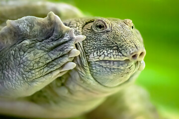 Portrait of a Spiny Softshell Turtle swimming underwater in an aquarium. Apalone spinifera,...