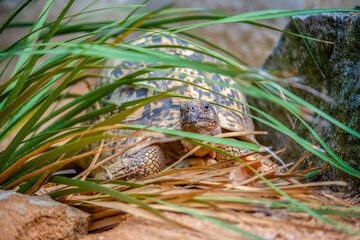 Leopard tortoise resting among the vegetation. Stigmochelys pardalis, Bioparc, Doué la Fontaine,...