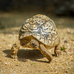 Leopard tortoise running on the sand. Stigmochelys pardalis, Bioparc, Doué la Fontaine, Doué en Anjou, Maine et Loire 49, Région Pays de la Loire, France, European Union, Europe