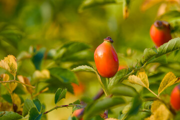 Close-up of a red rosehip on the bush, showing fine texture and natural colors in its outdoor habitat