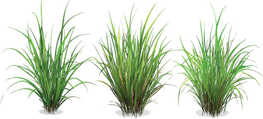 Fresh green dill and grass plants with rosemary leaves isolated on a white background