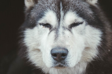 Husky dog's head close-up