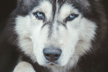 Husky dog's head close-up