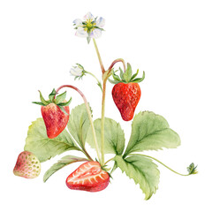 Strawberry growing on stems with flowers leaves vines tendrils, ripe garden berry pineberry strasberry. Isolated botanical hand drawn watercolor illustration. Farmers market menu, gardening calendar