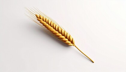 Two golden wheat stalks with elongated awns, isolated on a white background, showcasing the natural texture and structure of this essential cereal grain.