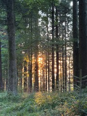 Sun rays in the forest