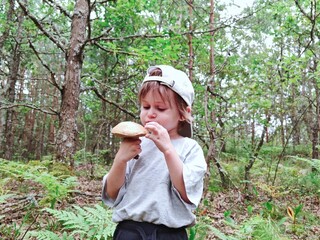 Children walking in the forest and gather mushrooms. happy child is picking mushrooms in the...