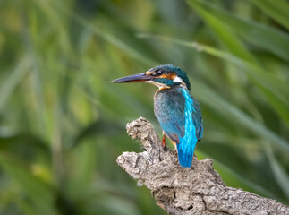 Common Kingfisher looking for prey in water from dry branch
