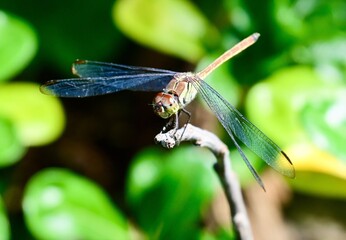 Dragonfly basking in the sun at the Adelaide River Inn at lunch time 