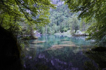 reflection of trees in the lake