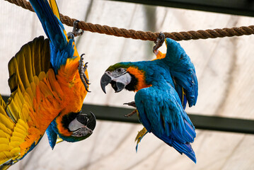 Two vibrant blue-and-yellow macaws hang from a thick rope in a zoo aviary. One is upside down with...