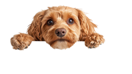 A fluffy dog with a shiny coat looks curiously over a white surface, showcasing its playful nature and charming eyes