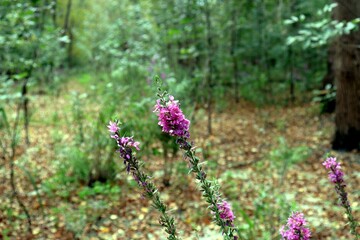 Fototapeta premium wild flowers in the forest